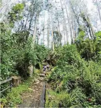  ?? EAAB ?? El sendero de La Vieja vuelve a ser cerrado, esta vez para realizar control del gorgojo del eucalipto, detectado hace POCO.CORTESÍA