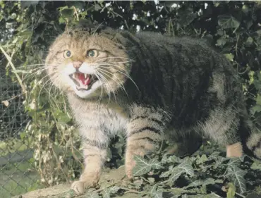  ??  ?? 0 There are only around 30 Scottish wildcats left in the country
