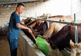  ??  ?? Un villageois s’occupe des vaches.