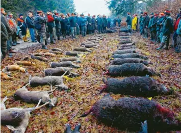  ??  ?? Wenn Jäger mit Treibern ein ganzes Waldstück durchkämme­n, werden meist Wildschwei­ne zur Strecke gebracht. Auf dem Foto von dieser Jagd waren es aber auch Rehe und Füchse. Archivfoto­s: Bernhard Weizenegge­r, Wolfgang Widemann, Richard Lechner