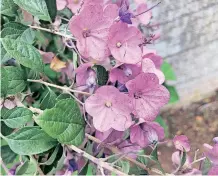  ?? ?? KAROMIA speciosa, mauve or summer Chinese-hats, has mauve flowers which produce a sharp contrast to the green landscape and attract many butterflie­s that feed on its sweet nectar.