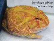  ??  ?? Sunkissed albino pacman frog