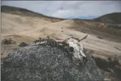  ?? The Associated Press ?? CHANGING: Bones of an animal lie on a rock on Feb. 19, during a scientific mission to study how temperatur­es and plant life are changing in the Andean ecosystem known as the paramos — a mist-covered mountain grassland that lies between the top of the treeline and the bottom of the Humboldt glacier, in Merida, Venezuela. A team of scientists in Venezuela is trying to weather the political and economic crisis engulfing their country to record what happens as Venezuela's last glacier vanishes.