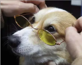  ?? ?? The Associated Press
A dog looks at its owner while wearing a pair of pet glasses during the Pets Show at the Taipei World Trade Center in Taipei, Taiwan
