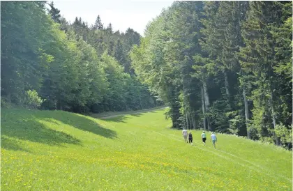  ?? ?? Pohorje je neizčrpna zakladnica pohodnih poti, ki segajo vse do 1543 metrov visoko, koliko meri Črni vrh. Ker jih je veliko speljanih po gozdovih, so zelo primerne za obisk tudi v vročih poletnih dneh.