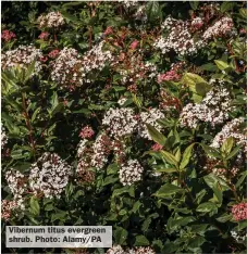  ?? ?? Vibernum titus evergreen shrub. Photo: Alamy/PA