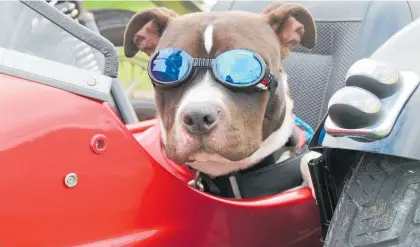  ?? Photo / Supplied ?? Arlo from Whanganui is a paid-up member of Riders Against Cancer.