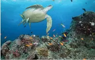  ?? Great Barrier Reef Marine Park Authority via AP ?? Q A green turtle swims Jan. 26, 2019, in waters of Ribbon Reef No 10 near Cairns, Australia. The Australian government on Friday pledged to spend another 1 billion Australian dollars ($704 million) over nine years on improving the health of the Great Barrier Reef after stalling a UNESCO decision on downgradin­g the natural wonder’s World Heritage status.