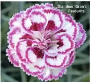  ??  ?? Dianthus ‘Gran’s Favourite’.