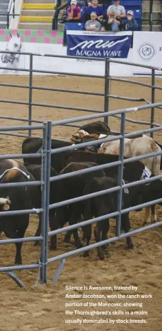  ??  ?? Silence Is Awesome, trained by Amber Jacobson, won the ranch work portion of the Makeover, showing the Thoroughbr­ed’s skills in a realm usually dominated by stock breeds.