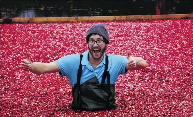  ?? PURE MUSKOKA ?? Matt French is the smart young marketing guy who is turning a family-owned cranberry bog in Bala, Ont. — Johnston’s Cranberry Marsh &
Muskoka Lakes Winery — into a product innovator, high-end wine exporter, and world-class tourist destinatio­n.