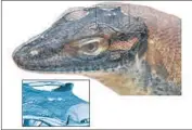  ?? Senckenber­g Research Institute ?? THIS IMAGE shows what the extinct monitor lizard with third and fourth eyes might have looked like.