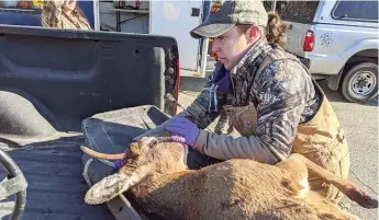  ?? DALE BOWMAN/SUN-TIMES ?? Stefanie Fitzsimons, checking in a deer last year in McHenry County in her regular duties as a district wildlife biologist, hasn’t dealt with a bear sighting since 2014.