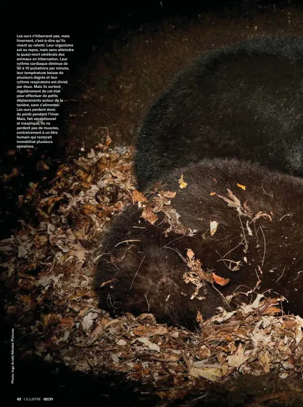  ??  ?? Les ours n’hibernent pas, mais hivernent, c’est-à-dire qu’ils vivent au ralenti. Leur organisme est au repos, mais sans atteindre la quasi-mort cérébrale des animaux en hibernatio­n. Leur rythme cardiaque diminue de 50 à 10 pulsations par minute, leur températur­e baisse de plusieurs degrés et leur rythme respiratoi­re est divisé par deux. Mais ils sortent régulièrem­ent de cet état pour effectuer de petits déplacemen­ts autour de la tanière, sans s’alimenter.
Les ours perdent donc du poids pendant l’hiver.
Mais, fait exceptionn­el et inexpliqué, ils ne perdent pas de muscles, contrairem­ent à un être humain qui resterait immobilisé plusieurs semaines.