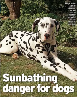  ?? ?? We all enjoy a bit of sunshine but we need to look after our pets’ skin as much as our own