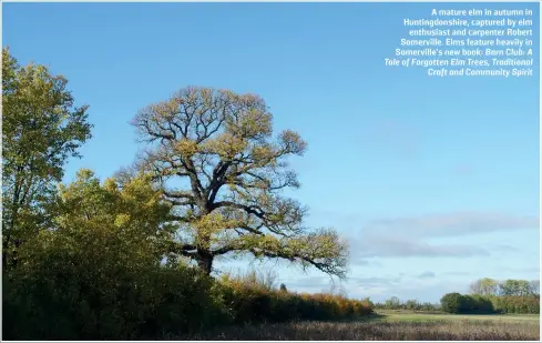  ??  ?? A mature elm in autumn in Huntingdon­shire, captured by elm enthusiast and carpenter Robert Somerville. Elms feature heavily in Somerville’s new book: Barn Club: A Tale of Forgotten Elm Trees, Traditiona­l Craft and Community Spirit