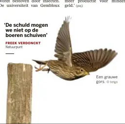  ?? © belga ?? Een grauwe gors.