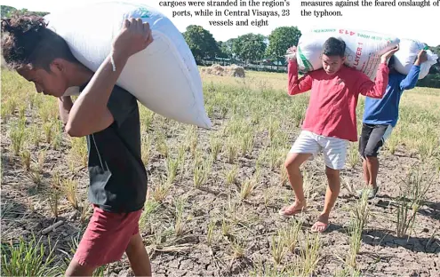  ?? PHOTOGRAPH BY JOEY SANCHEZ MENDOZA FOR THE DAILY TRIBUNE ?? FARMERS carry sacks of cereal grain from a farmland in Pililia, Rizal.