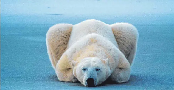  ?? FOTO: NORBERT ROSING ?? Diesen schlafende­n Eisbären und mehr gibt es beim Vortrag „Ikonen der Naturfotog­rafie“zu sehen.