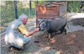  ?? FOTOS (2): VOLLMER ?? Auch Hegeringle­iter Claus Vollmer ging auf Tuchfühlun­g mit den zum Glück zutraulich­en Tieren.