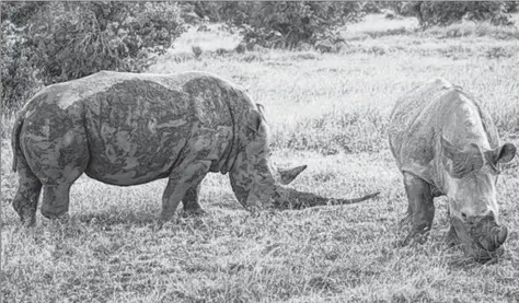  ?? RAY IN MANILA/FLICKR ?? The southern white rhino is just one of many species of African wildlife that can be seen while on safari in Kenya.