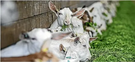  ?? LAWRENCE SMITH/STUFF ?? NIG Nutritiona­ls is the first New Zealand goat milk company to reposition itself for the changing Chinese market and hoped to gain a ‘‘first mover’’ advantage.