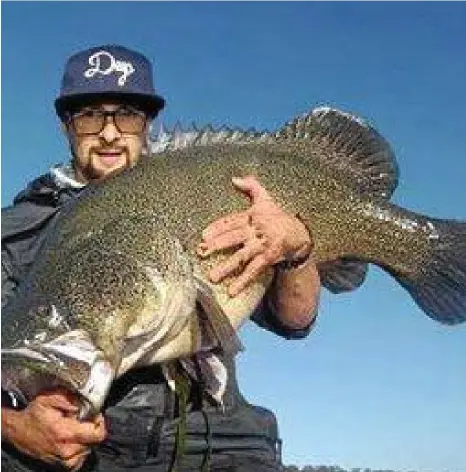  ?? PHOTO: CONTRIBUTE­D ?? HEAVY LOAD: Chris Achillies with a 105-centimetre cod taken from Cooby Dam on a Jackall Chibitarel.