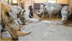  ??  ?? Nashorn Kibo (rechts) und seine Halbschwes­ter Keeva (Zweite v. l.) mit zwei der drei erwachsene­n Nashornwei­bchen im Zoo.