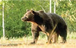  ?? AGENT GREEN ?? Arthur, de 17 años, era el oso más grande de Rumanía