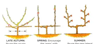  ??  ?? LATE AUTUMN: Prune the young plant, tying in two short lateral stems to horizontal wires SPRING: Encourage the ‘arms’ with formative pruning. Tie them to vertical canes on either side SUMMER: Prune the new lateral shoots back to 7cm (3in) to keep the...