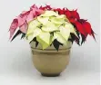  ??  ?? Christmas Joy Pink, Christmas Joy White and Christmas Joy Red create a great poinsettia mix.