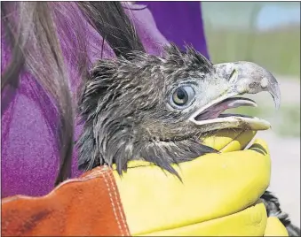  ?? [KAREN PARKER/FLORIDA FISH AND WILDLIFE CONSERVATI­ON COMMISSION] ?? Anni Mitchell, a Florida Fish and Wildlife Conservati­on Commission biologist, holds a sick juvenile eagle at a garbage collection center in Lake City, Fla., on July 20. The eagle is being treated for poisoning and will be released into the wild after...