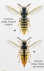  ??  ?? Common wasp, Vespula vulgaris German wasp, Vespula germanica ABOVE: Look for the wasp 'waist', a defined gap between a wasp's head and body, and shiny exterior.