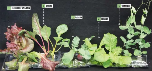  ??  ?? 2 ACELGA 5 TIRABEQUE 1 LECHUGA DE HOJA ROJA 3 RÁBANO 4 REPOLLO Tras crecer durante veintiún días, las especies plantadas en el primer ensayo terrestre de Veggie –iniciativa de la NASA para crear un huerto en la Estación Espacial Internacio­nal– ofrecían este hermoso aspecto.