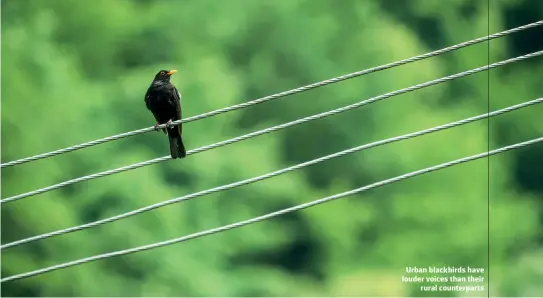  ?? ?? Urban blackbirds have louder voices than their rural counterpar­ts DANIEL MARIAN/SHUTTERSTO­CK
