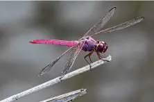  ?? Kathy Adams Clark / Contributo­r ?? Dragonflie­s, like this roseate skimmer, will perch on stems of aquatic vegetation waiting to feast on mosquitoes that pass by.