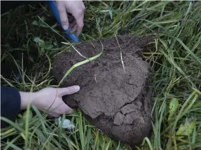  ??  ?? Markstrukt­uren och rotdjupet är viktiga
■ indikatore­r på hur väl odlingen lagrar in kol, hur klimatsmar­t jordbruket är.