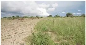  ?? ?? The land that Ms Chilembwe had prepared for the cannabis crop has been left unused