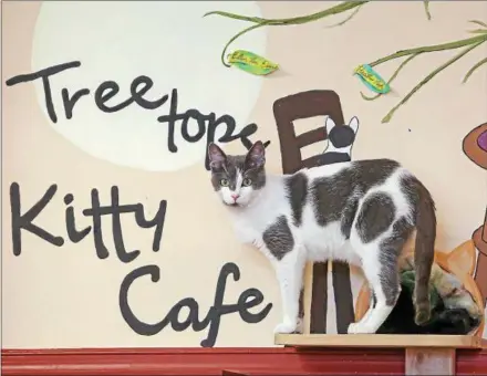  ?? CHRIS BARBER — DIGITAL FIRST MEDIA ?? TreeTops Kitty Cafe is holding a fundraisin­g event at the Kennett Senior Center from 1 to 4 p.m. on Sunday, April 8.