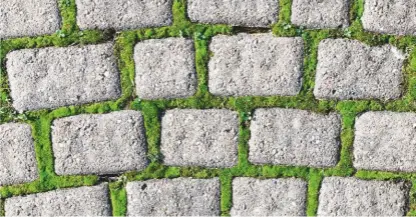  ??  ?? Top left: Morning dew on a happily sodden bank of moss. Top right: Life by the seaside: moss on the sand dunes of Jersey. Above left: With its nooks and crannies, a drystone wall in the Peak District is an ideal habitat. Above right: By design: moss surroundin­g cobbles