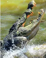  ?? F. Harvey, Bristol. ?? Make it snappy: Saltwater crocodile to a ‘blizzard’ and hands ‘just like ice’. it has become associated with Christmas, but the lyrics do not mention it.