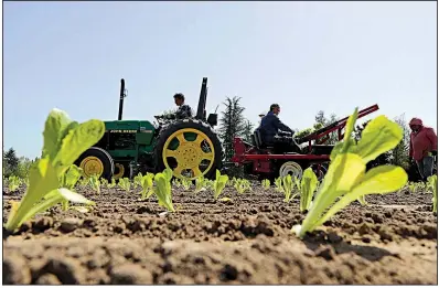  ?? AP/TED S. WARREN ?? Workers plant romaine lettuce on Thursday at a farm near Puyallup, Wash., owned by Tim Richter, who said he hopes people realize that the E.coli problem doesn’t affect all romaine.