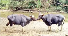  ?? DGFC — Photo courtesy of ?? Two bull bantengs along a river in one of the forest reserves in Sabah.