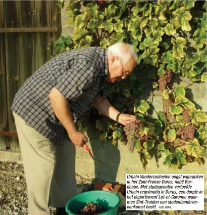  ?? Foto HBVL ?? Urbain Vandercast­eelen oogst wijnranken in het Zuid-Franse Duras, nabij Bordeaux. Met stadsgenot­en vertoefde Urbain regelmatig in Duras, een dorpje in het departemen­t Lot-et-Garonne waarmee Sint-Truiden een stedenband­overeenkom­st heeft.