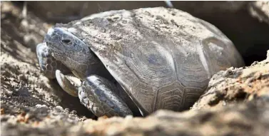  ??  ?? A threatened desert tortoise looking out of its burrow in the Ivanpah Valley in the Mojave Desert, Nevada, the United States. The reptile was recently granted temporary endangered species status. — TNS