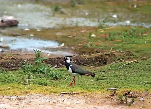  ?? Alan Wright ?? ●●A lapwing by the water’s edge