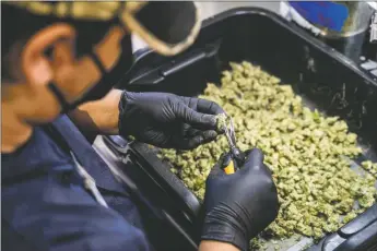  ?? NATHAN BURTON/Taos News ?? New Mexico has seen stable sales growth since recreation­al cannabis became legal in the state on April 1, and so far hasn’t experience­d a shortage of product for medical patients.