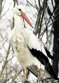  ?? BILD: TORSTEN VON REEKEN ?? Während dieser Storch oder diese Störchin vermutlich noch auf eine Partnerin oder Partner wartet.