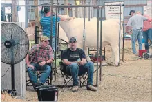  ?? BILL HODGINS/METROLAND ?? Cattlemen wait out Friday night’s windstorm in the cattle barn at the Lindsay Exhibition on Friday.