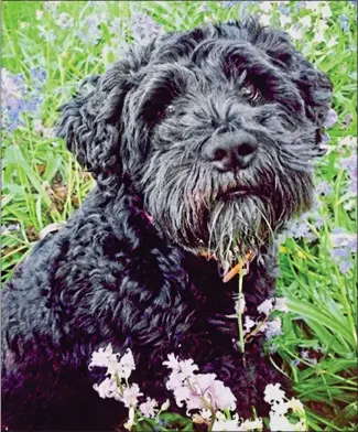  ??  ?? AWFUL LOSS: Miniature schnauzer Bertie. Left: Discarded pieces of chicken. Far left: Map showing where they have been found